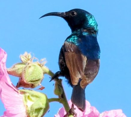 Palestinian sunbird sitting on a holly hock